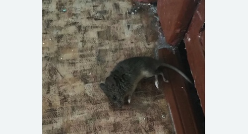 Дезинфекция от мышей в Кимовске
