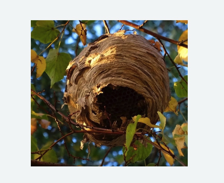 Обработка от шершней в Кимовске