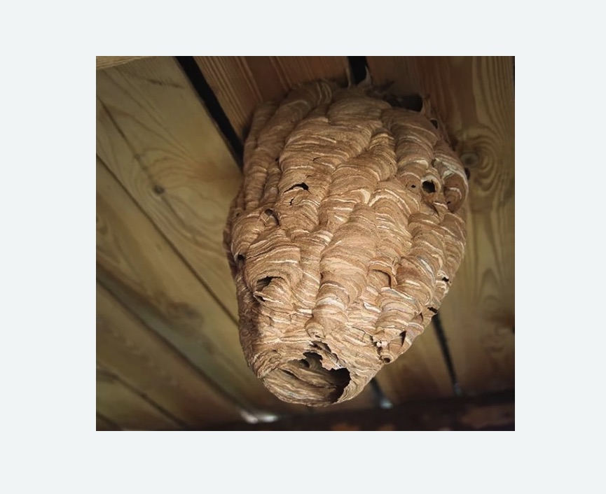 обработка от шершней в Кимовске