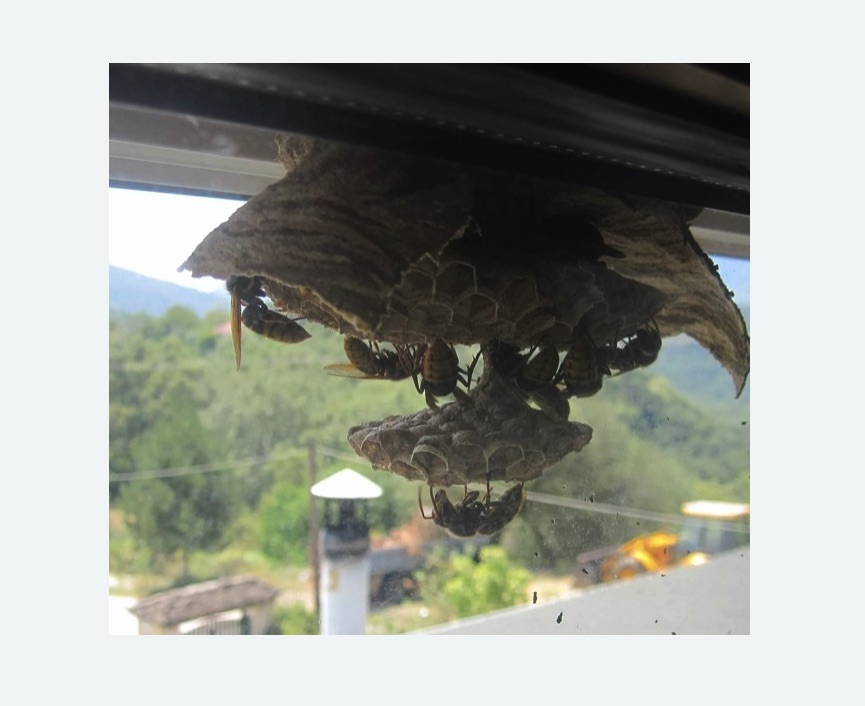 Уничтожение гнёзд шершней в Кимовске