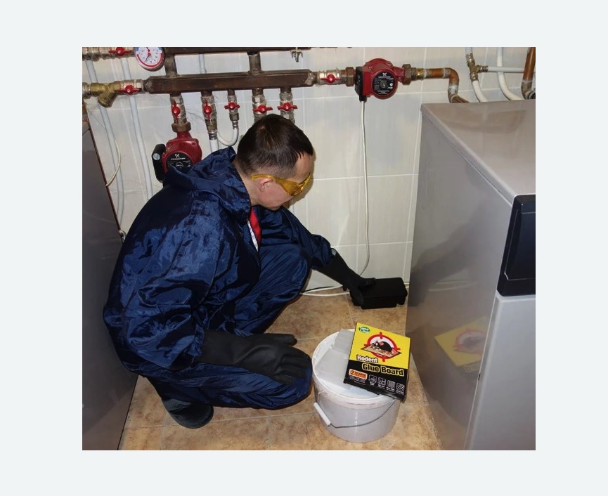 Уничтожение крыс в Кимовске