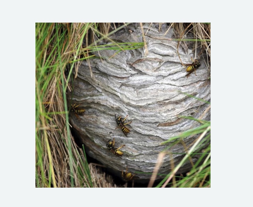 Уничтожение ос и ульев в Кимовске